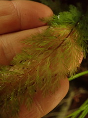 Trichomanes strictum