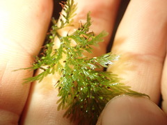 Trichomanes strictum