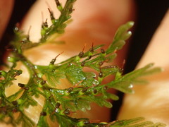 Trichomanes strictum