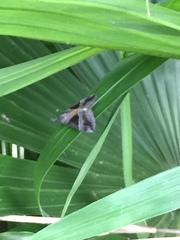 Hypena trigonalis