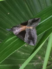 Hypena trigonalis