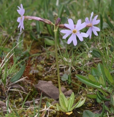 Primula halleri