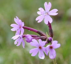 Primula halleri