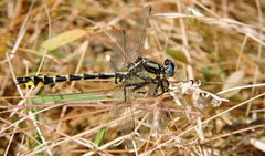 Phanogomphus kurilis