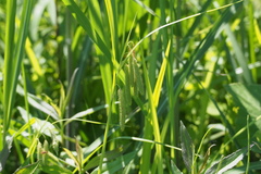 Carex dimorpholepis