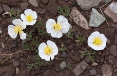 Ranunculus seguieri seguieri
