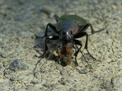 Carabus regalis
