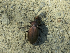 Carabus regalis