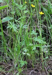 Ranunculus propinquus subborealis