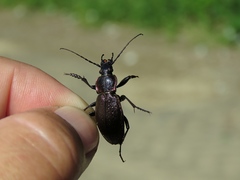 Carabus henningi