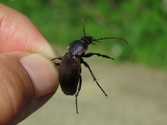 Carabus henningi