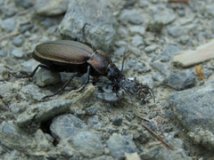 Carabus regalis