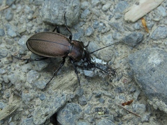 Carabus regalis