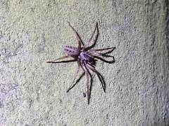Gippsicola