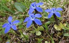 Gentiana brachyphylla brachyphylla