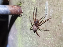 Gippsicola