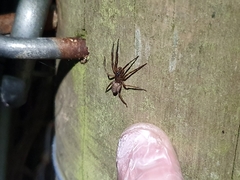 Gippsicola