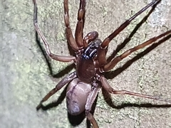Gippsicola