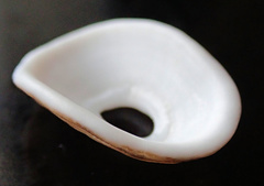 Amblychilepas nigrita