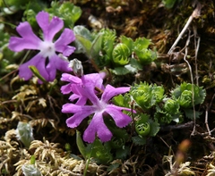 Primula minima