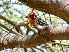 Trachyphonus erythrocephalus