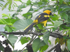 Icterus mesomelas