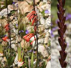 Watsonia zeyheri