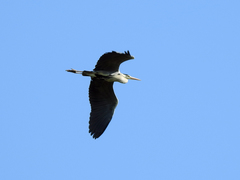 Ardea cinerea