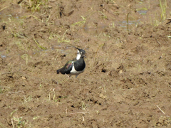 Vanellus vanellus