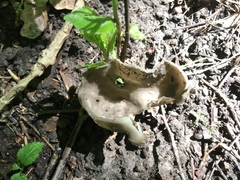 Helvella acetabulum