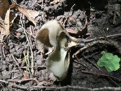 Helvella acetabulum