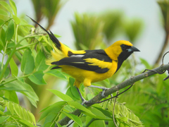 Icterus mesomelas