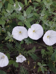 Convolvulus arvensis