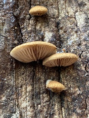 Crepidotus eucalyptorum