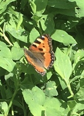 Aglais urticae