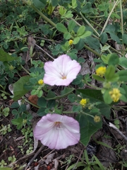 Convolvulus arvensis