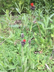 Pilosella aurantiaca