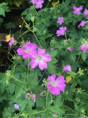 Geranium × oxonianum