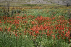 Watsonia zeyheri