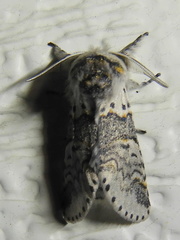 Furcula occidentalis