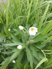 Anemonastrum canadense