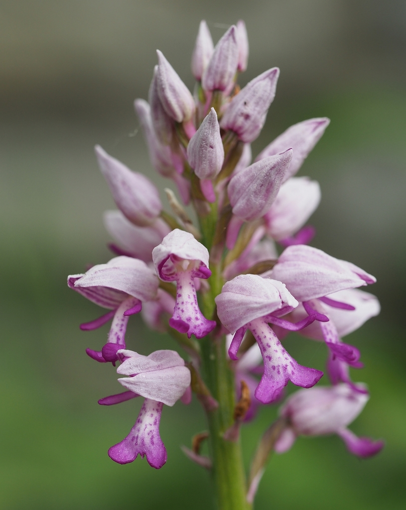 Orchidinae