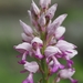 Orchidinae - Photo (c) Jakob Fahr, μερικά δικαιώματα διατηρούνται (CC BY-NC), uploaded by Jakob Fahr