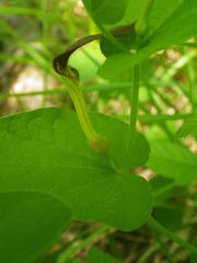 Aristolochia rotunda