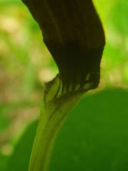 Aristolochia rotunda