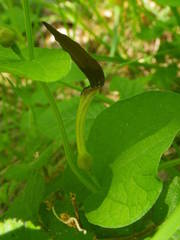 Aristolochia rotunda