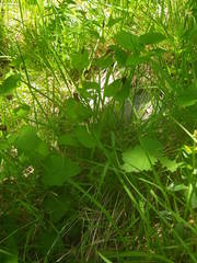 Aristolochia rotunda