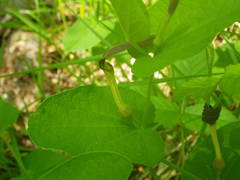 Aristolochia rotunda