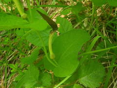 Aristolochia rotunda