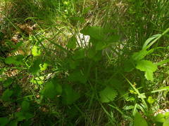 Aristolochia rotunda